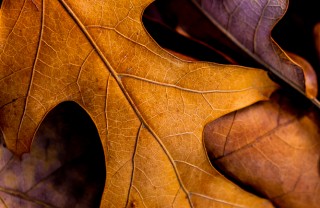 foglie secche compost terriccio autunno giardino concimazione 