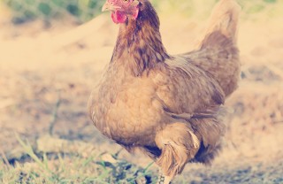 gallina allevamento rifiuti riciclo uova smaltimento umido 