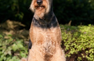 Airedale Terrier, cane, descrizione