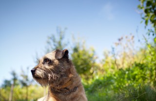 Border Terrie, cane, descrizione