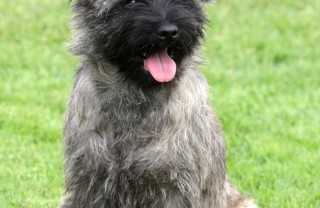 Cairn Terrier, cane, descrizione