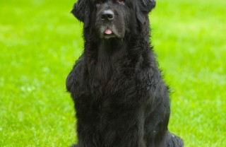 Cane di Terranova, cane, descrizione