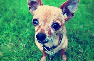 Chihuahua, cane, descrizione