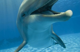 delfino, mare sogno