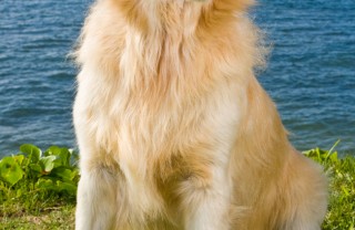 Labrador Retriever cane razza descrizione
