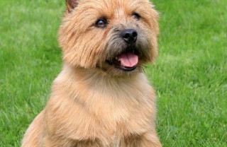 Norwich Terrier, cane, descrizione