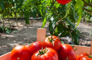 pomodoro proprietà varietà benefici