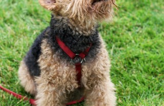 Welsh Terrier