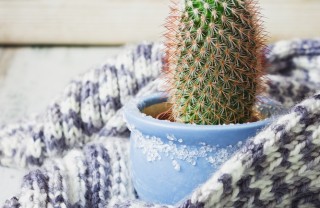 Prendersi cura delle piante e del giardino in inverno rimedi anti gelo