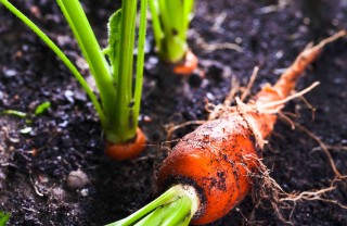 come coltivare le carote in casa