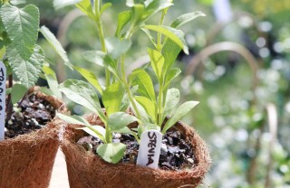 come coltivare la stevia in casa