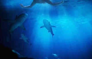 cosa significa sognare squali