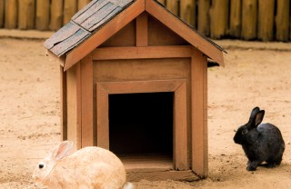 casa per i conigli