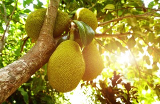 jackfruit sapore, jackfruit proprietà