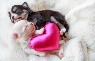 allattare cuccioli cane, allattamento artificiale cane 