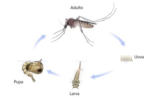ome nascono zanzare, come si riproducono zanzare