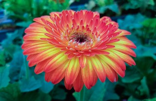 gerbera