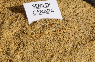 semi di canapa