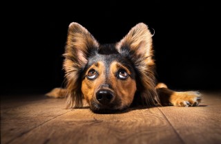 orecchie cane postura