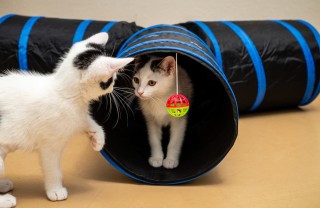 tunnel gioco gatti
