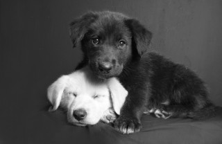 sognare, cane bianco o nero, interpretazione sogno