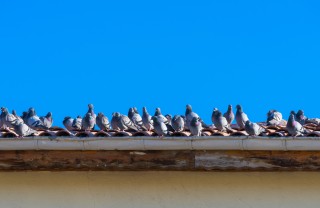 come allontanare piccioni tetti, piccioni tetti