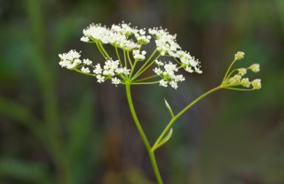 pimpinella, erba, rimedi