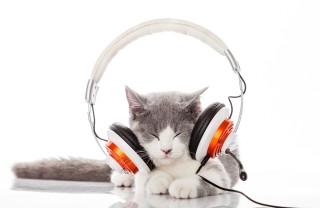 Musica rilassante per gatti