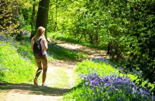 passeggiata bosco perché