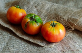 come coltivare pomodori sacco, coltivazione pomodori sacco