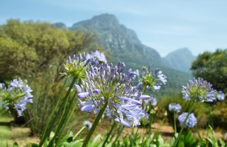 come coltivare agapanto, come coltivare agapanthus