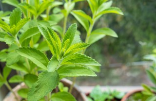 come coltivare stevia, coltivazione stevia