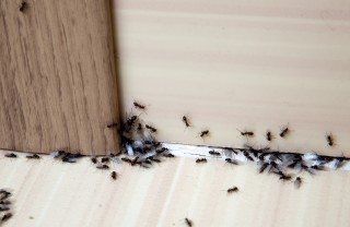 Sognare formiche