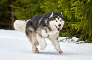 Alaskan Malamute