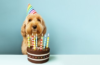 festa, compleanno, cane