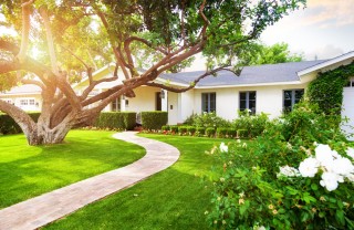 cosa sapere prima di piantare albero, piantare albero