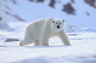 giornata orso polare