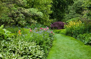 Piante ornamentali da giardino