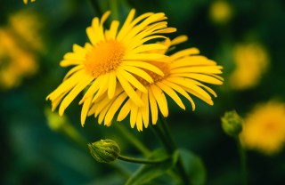 arnica