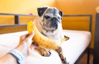 cane con banana