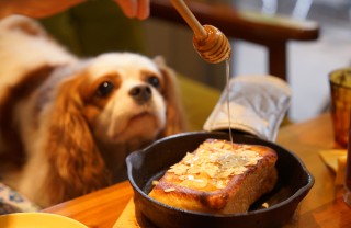 Miele al cane