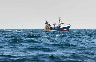 pesce nel Mediterraneo