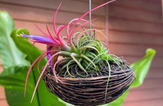 quali sono le piante senza terra, piante senza terra, cure tillandsia