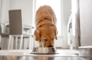 alimentazione del cane