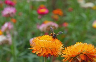 biodiversità