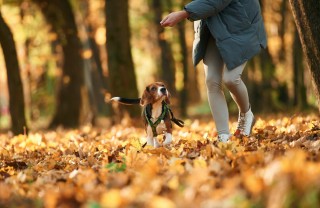 percorso bosco con cane