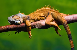 iguana