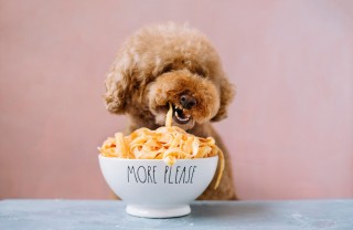 cane mangia pasta