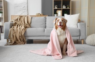 come togliere peli coperta, togliere peli coperta