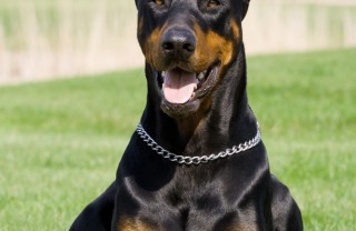 Dobermann, cane, descrizione